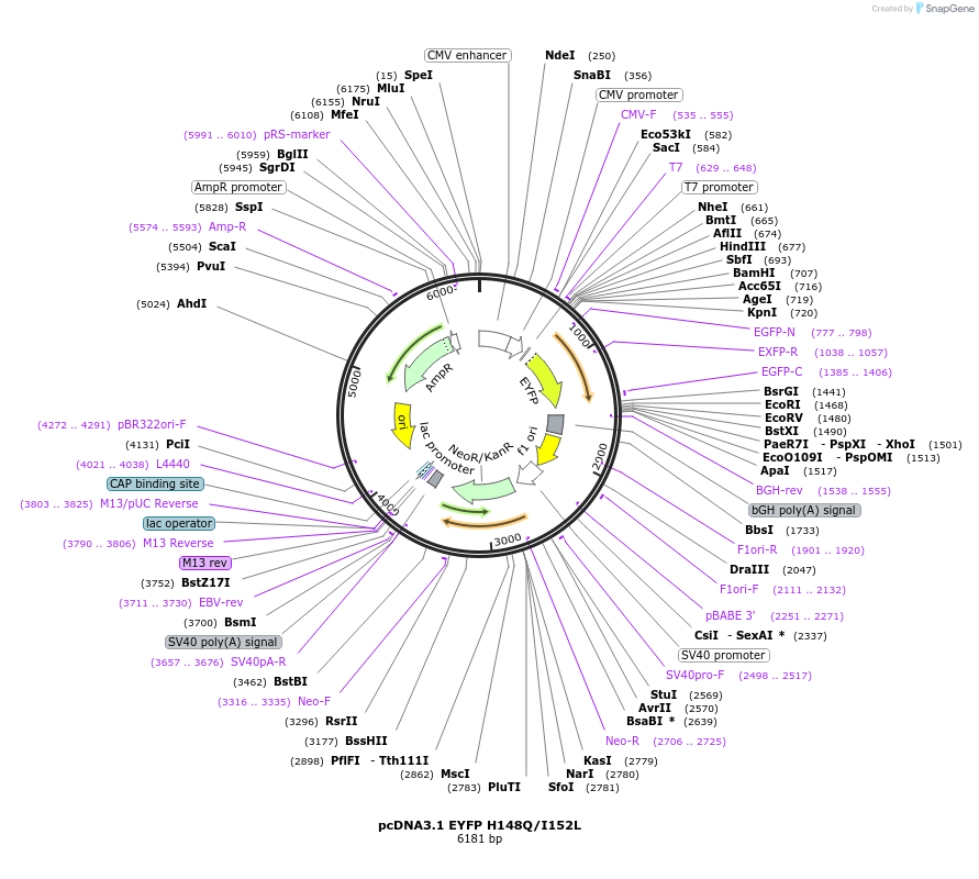 25872-plasmid-map-sequence-id-234036