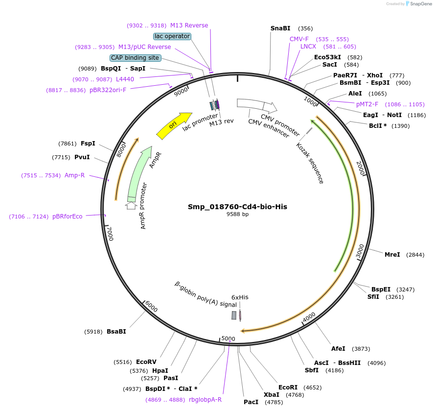 120685-plasmid-map-sequence-id-234037