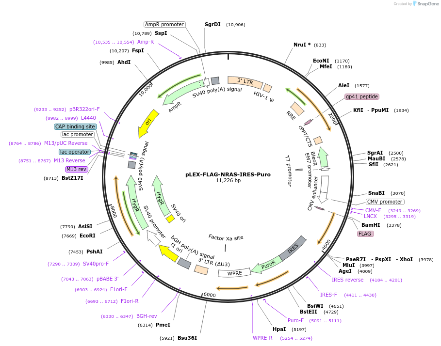 120574-plasmid-map-sequence-id-234039
