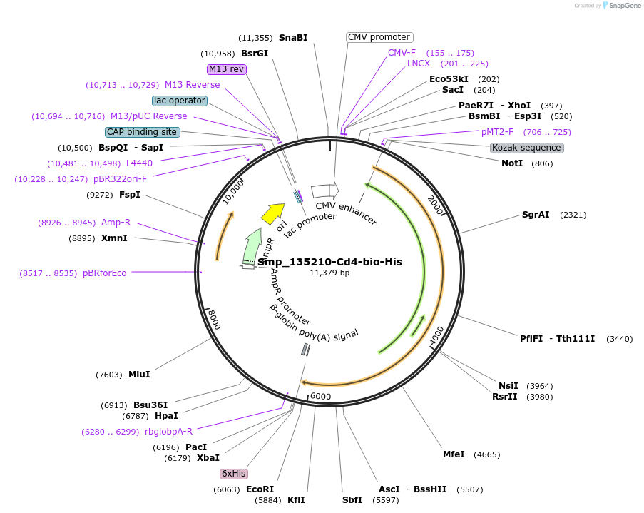 120641-plasmid-map-sequence-id-234040