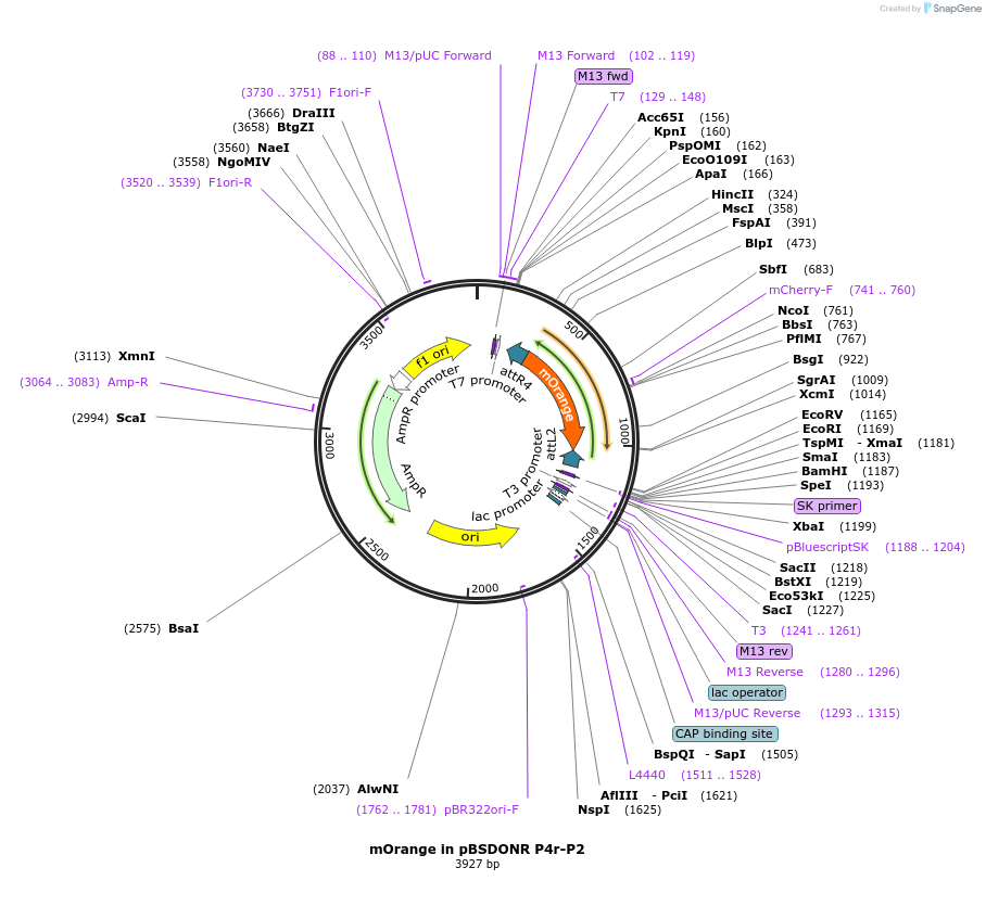 121529-plasmid-map-sequence-id-234042