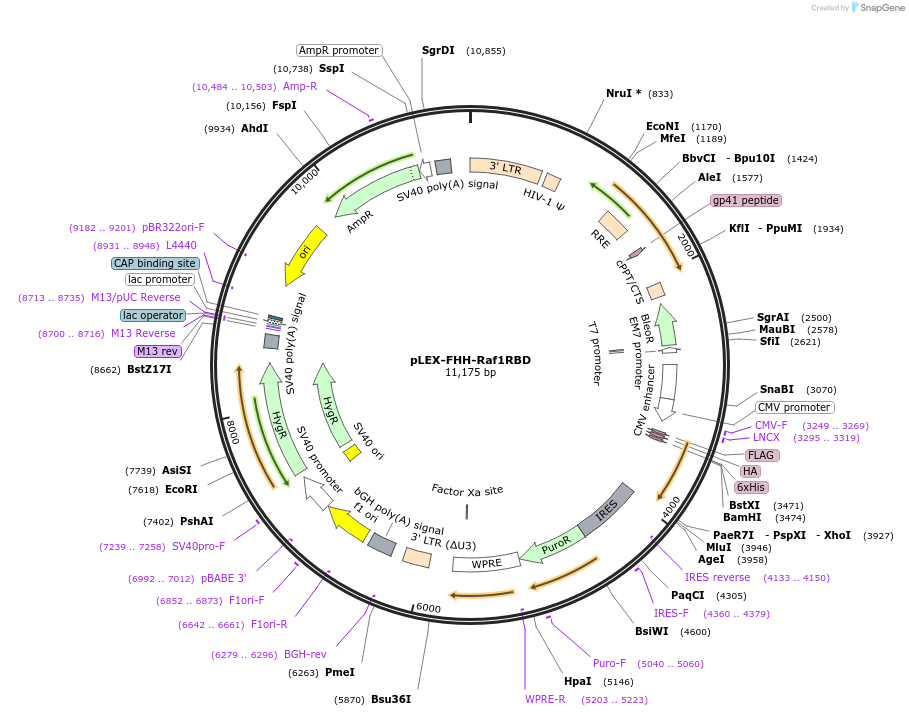 120707-plasmid-map-sequence-id-234045