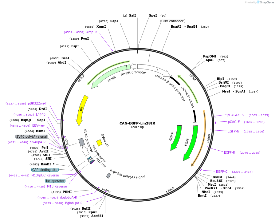 120517-plasmid-map-sequence-id-234052