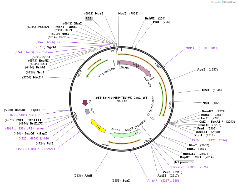 120364-plasmid-map-sequence-id-234055