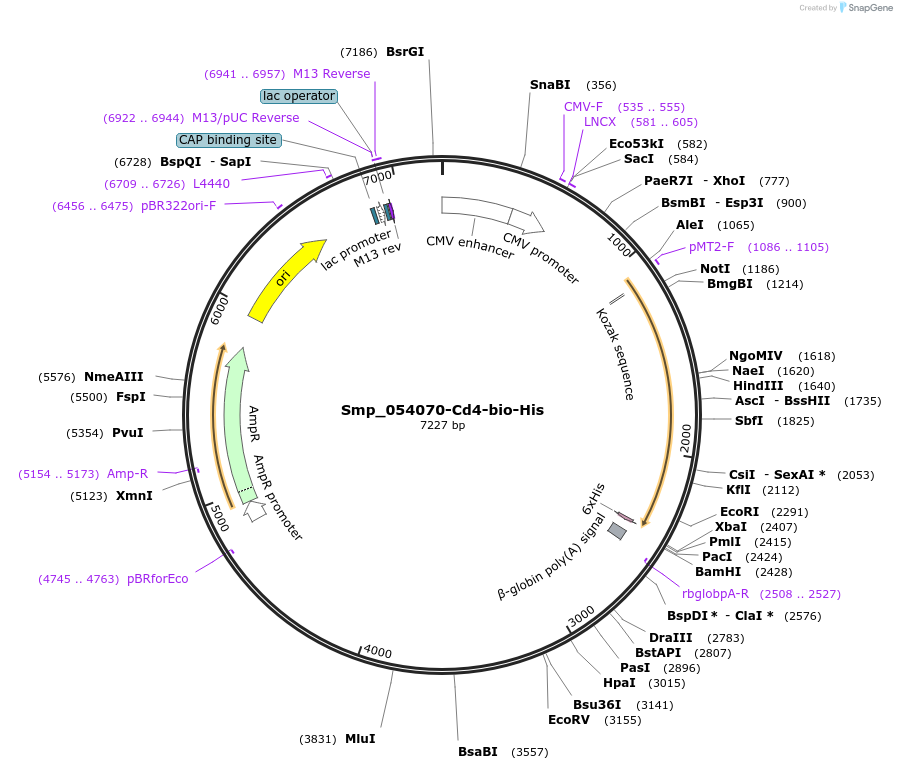 120597-plasmid-map-sequence-id-234056