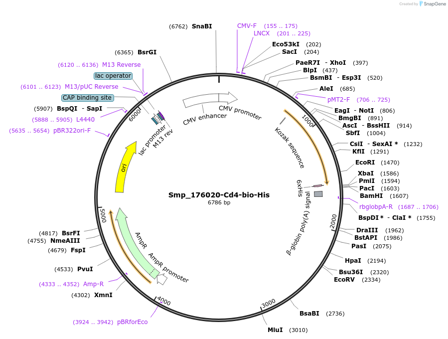 120610-plasmid-map-sequence-id-234062