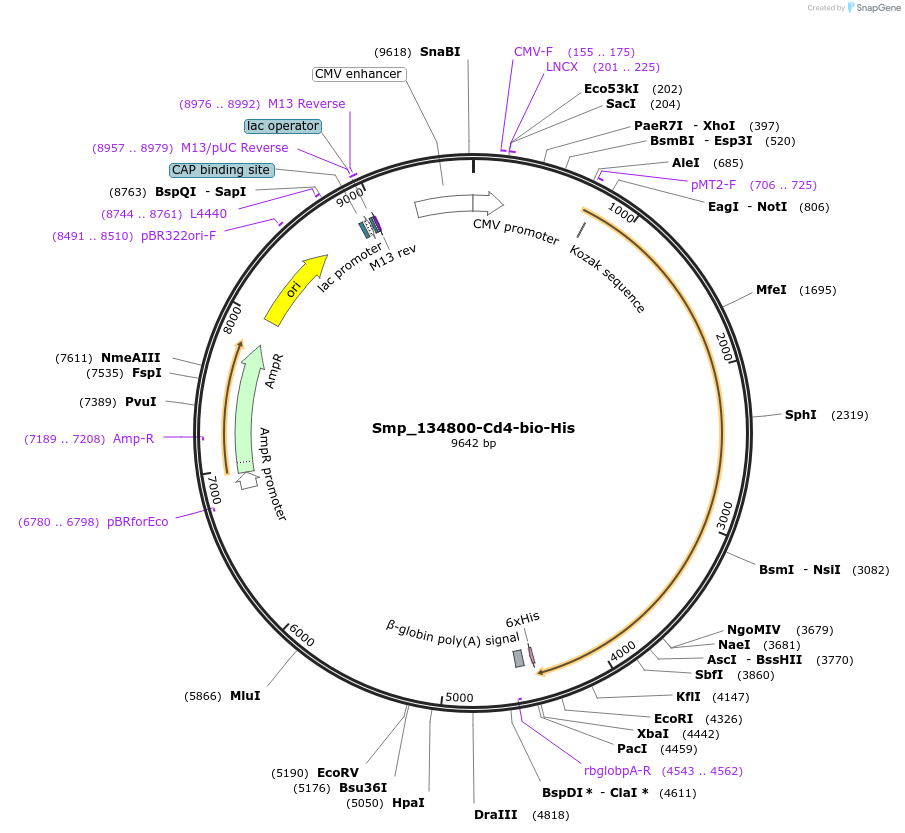 120684-plasmid-map-sequence-id-234064