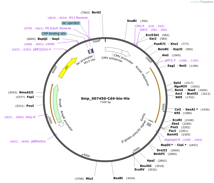 120680-plasmid-map-sequence-id-234067