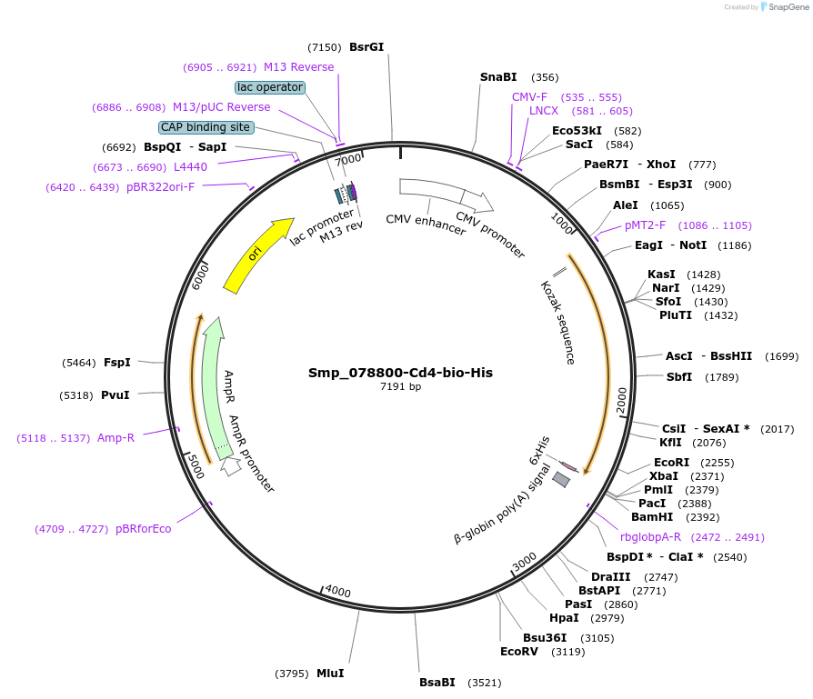 120679-plasmid-map-sequence-id-234070