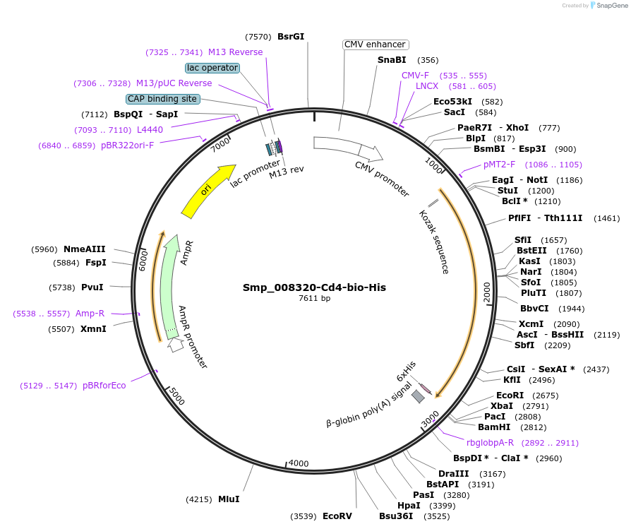 120677-plasmid-map-sequence-id-234072