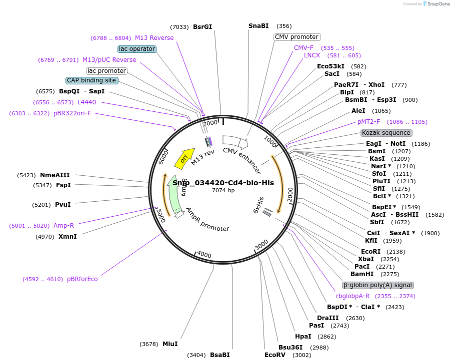 120667-plasmid-map-sequence-id-234074