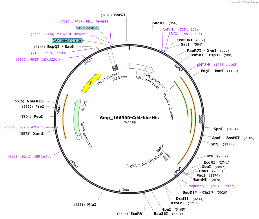 120621-plasmid-map-sequence-id-234075