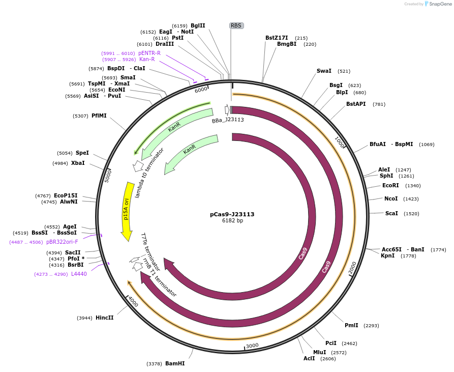 119701-plasmid-map-sequence-id-234077
