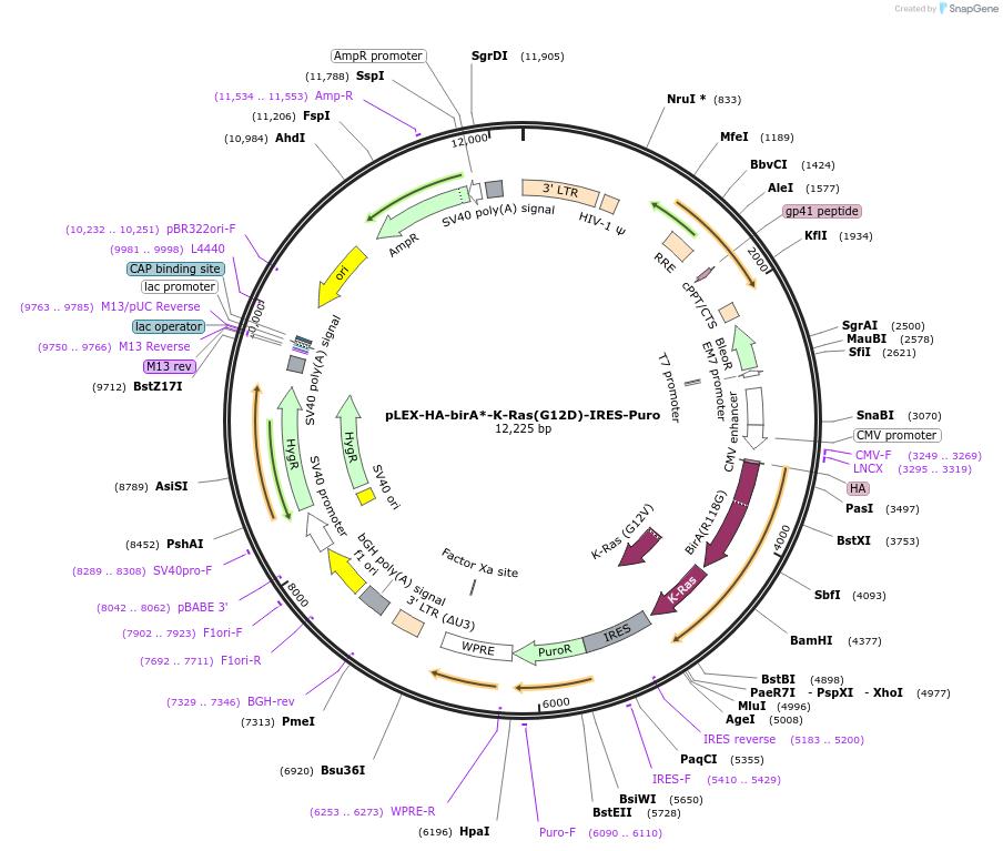 120562-plasmid-map-sequence-id-234082