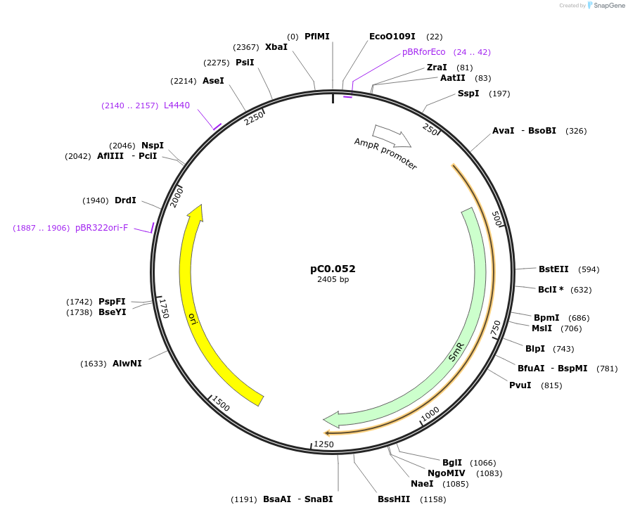 119570-plasmid-map-sequence-id-234086