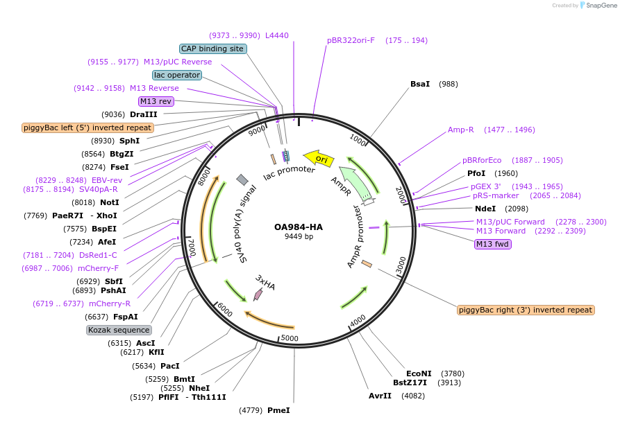 120362-plasmid-map-sequence-id-234087