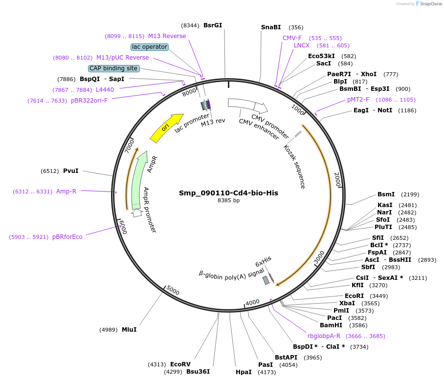 120674-plasmid-map-sequence-id-234089