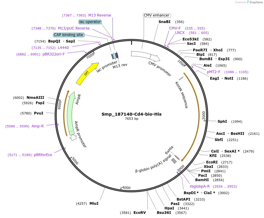 120672-plasmid-map-sequence-id-234090