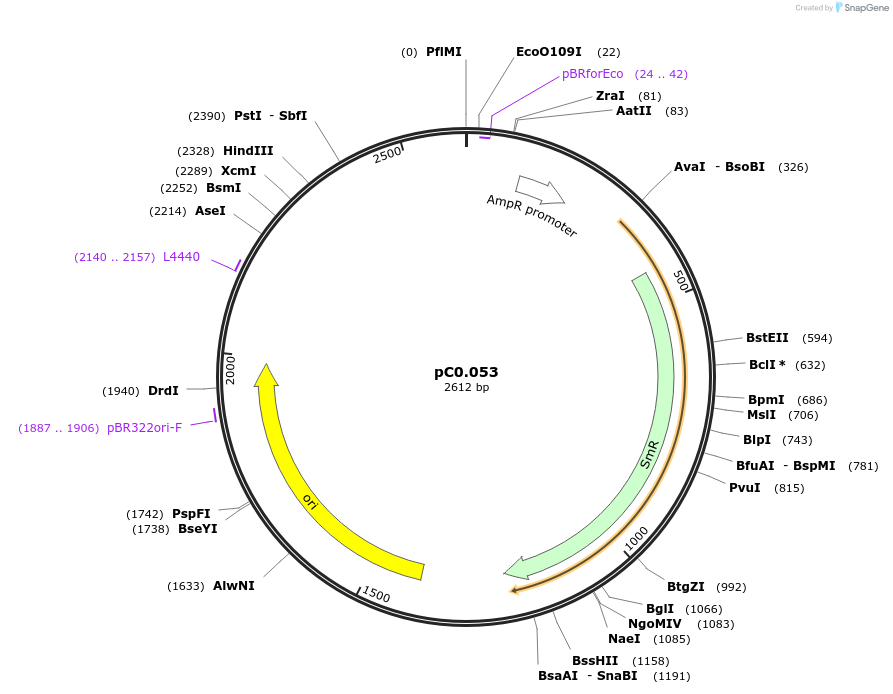 119571-plasmid-map-sequence-id-234095