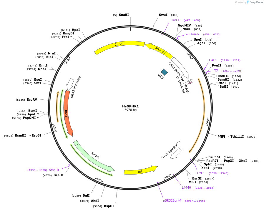 118091-plasmid-map-sequence-id-234124