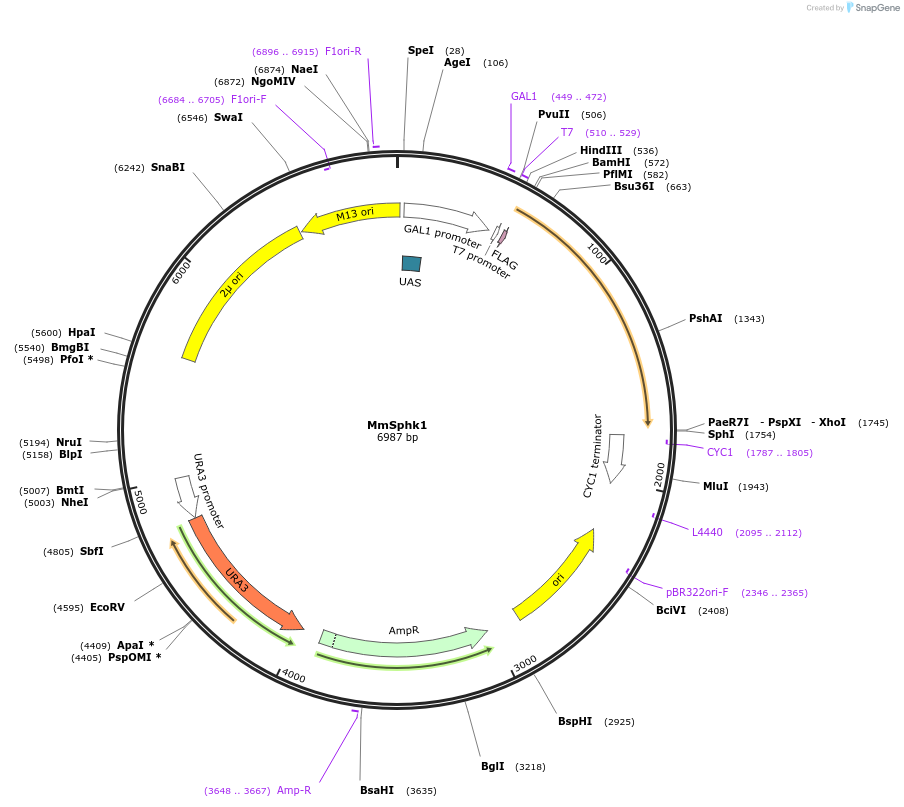 118599-plasmid-map-sequence-id-234126