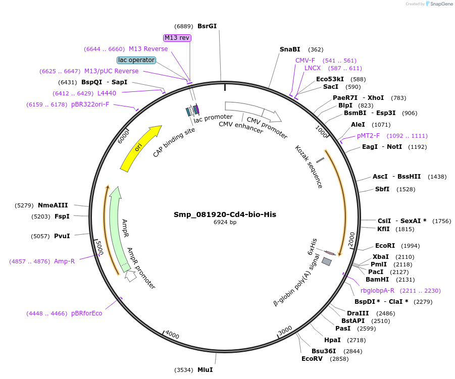 120591-plasmid-map-sequence-id-234127
