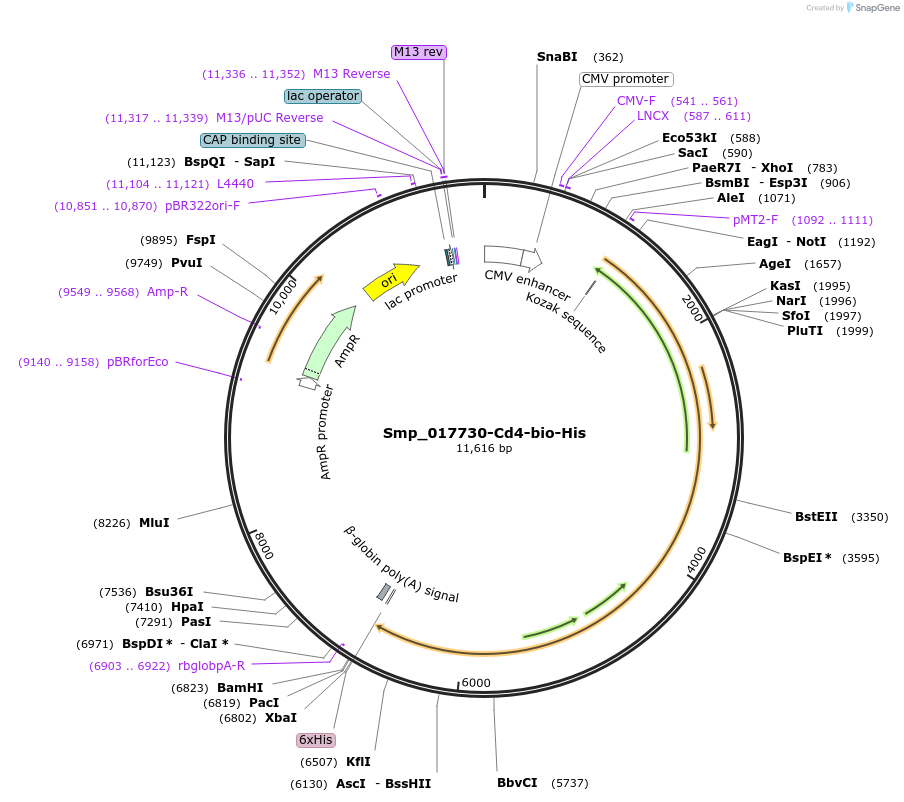 120593-plasmid-map-sequence-id-234129