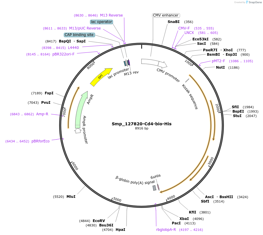120594-plasmid-map-sequence-id-234130