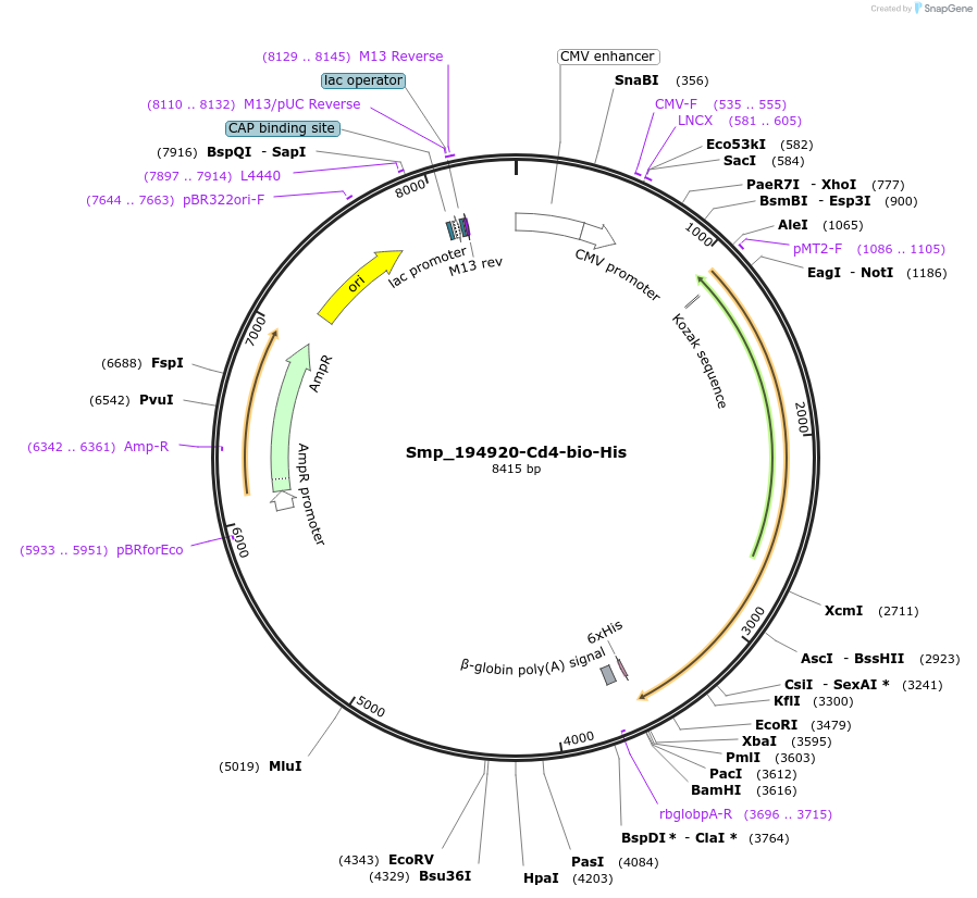 120595-plasmid-map-sequence-id-234131