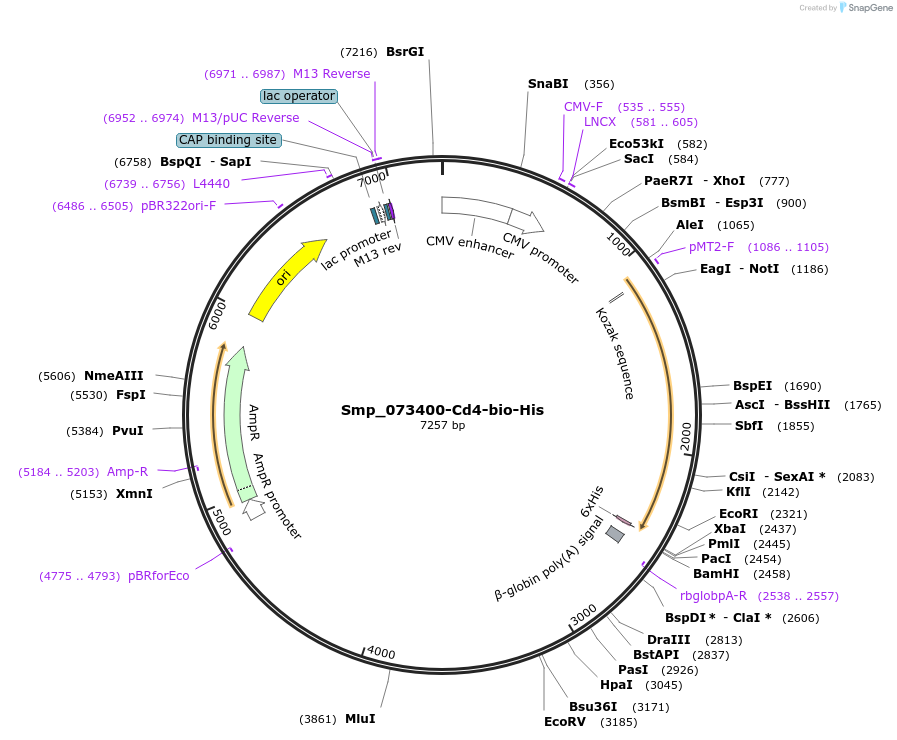 120598-plasmid-map-sequence-id-234134