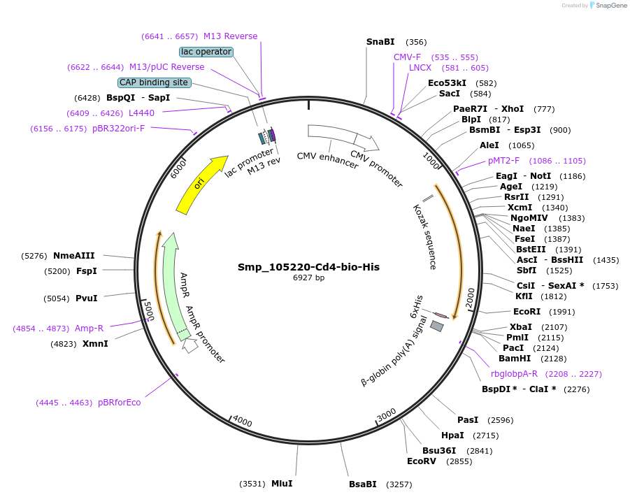 120599-plasmid-map-sequence-id-234143