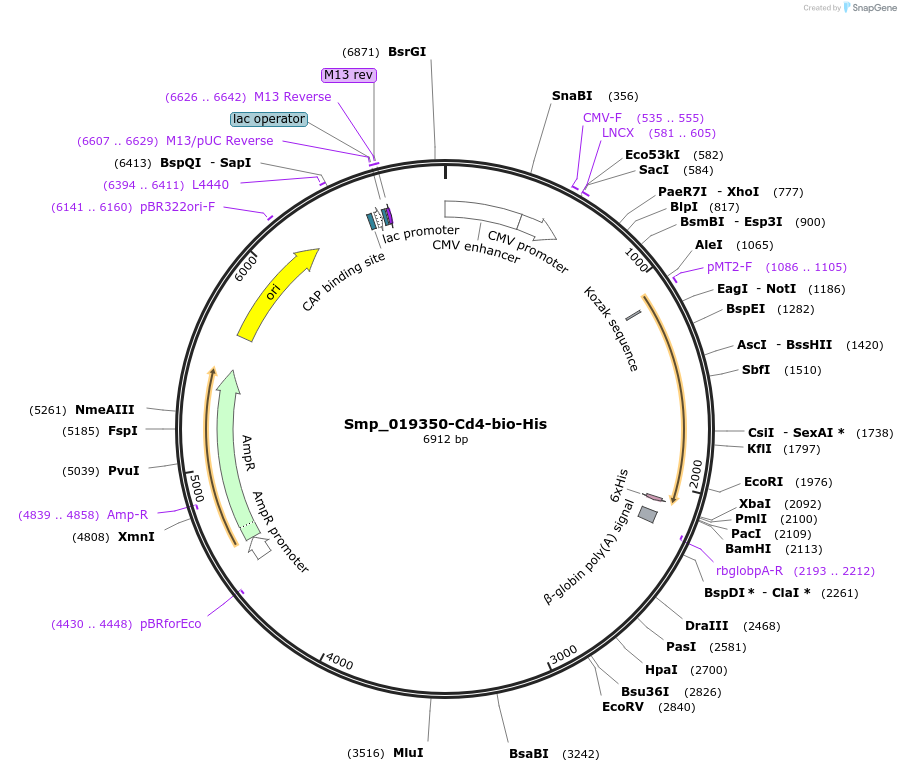 120600-plasmid-map-sequence-id-234145