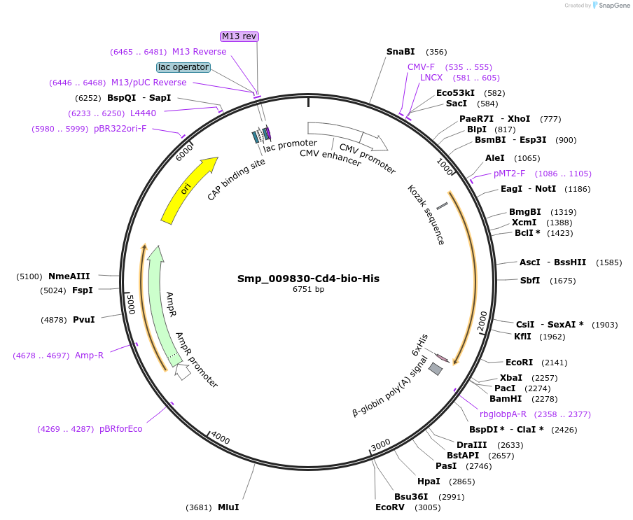 120603-plasmid-map-sequence-id-234147
