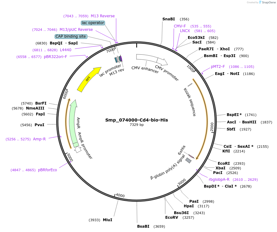 120605-plasmid-map-sequence-id-234148