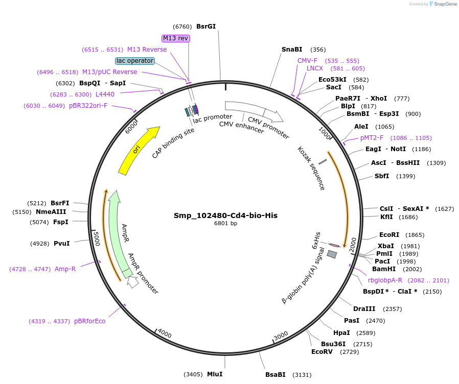 120606-plasmid-map-sequence-id-234153
