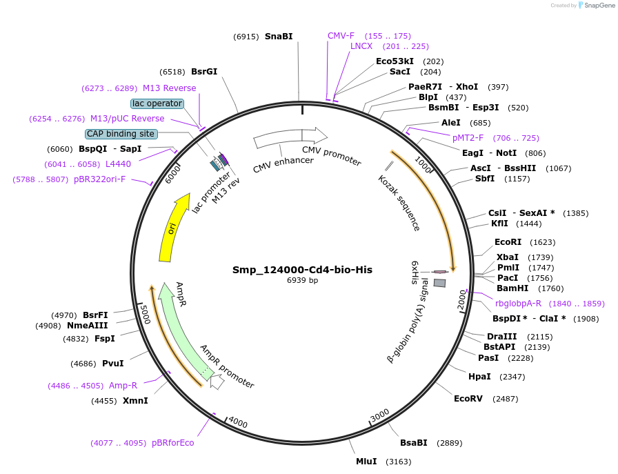 120607-plasmid-map-sequence-id-234154