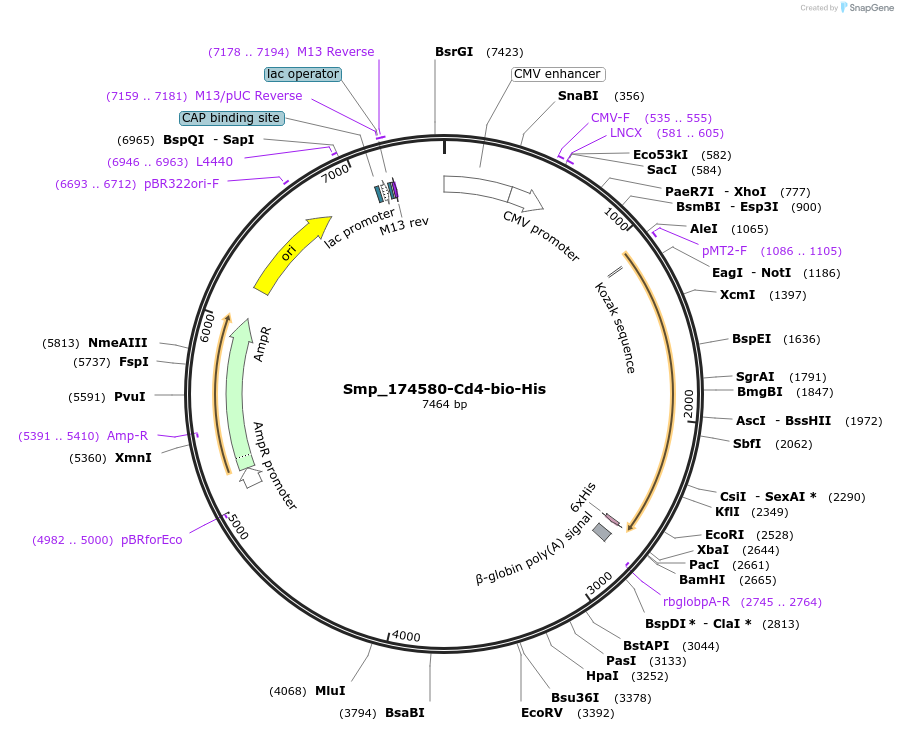120609-plasmid-map-sequence-id-234156