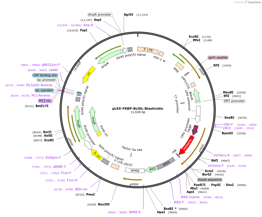 120718-plasmid-map-sequence-id-234164