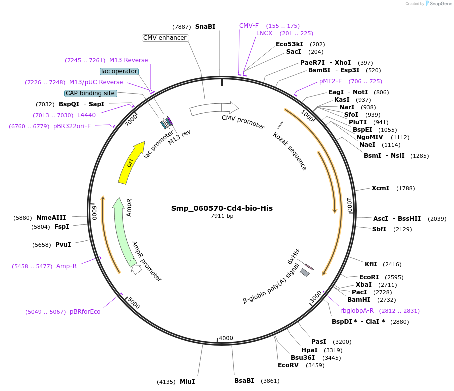 120612-plasmid-map-sequence-id-234168