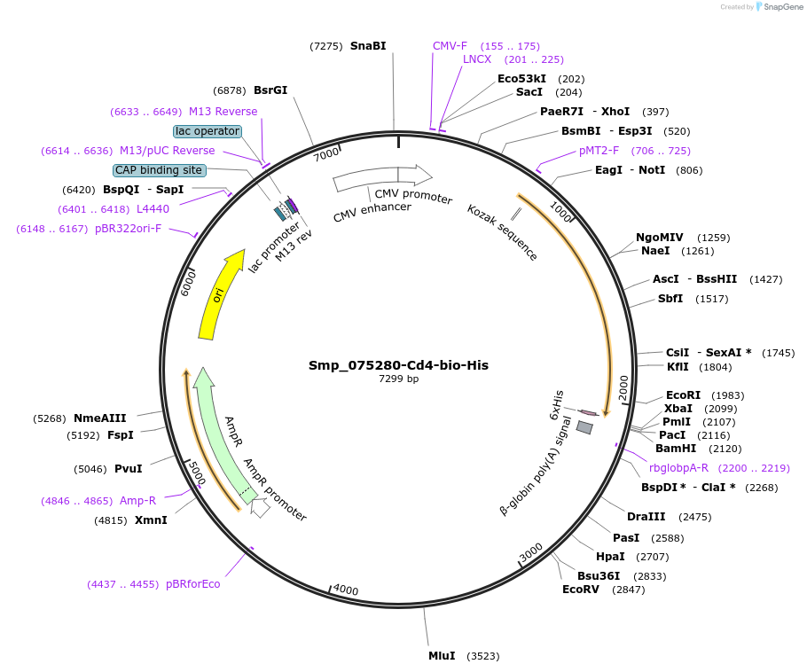 120613-plasmid-map-sequence-id-234169
