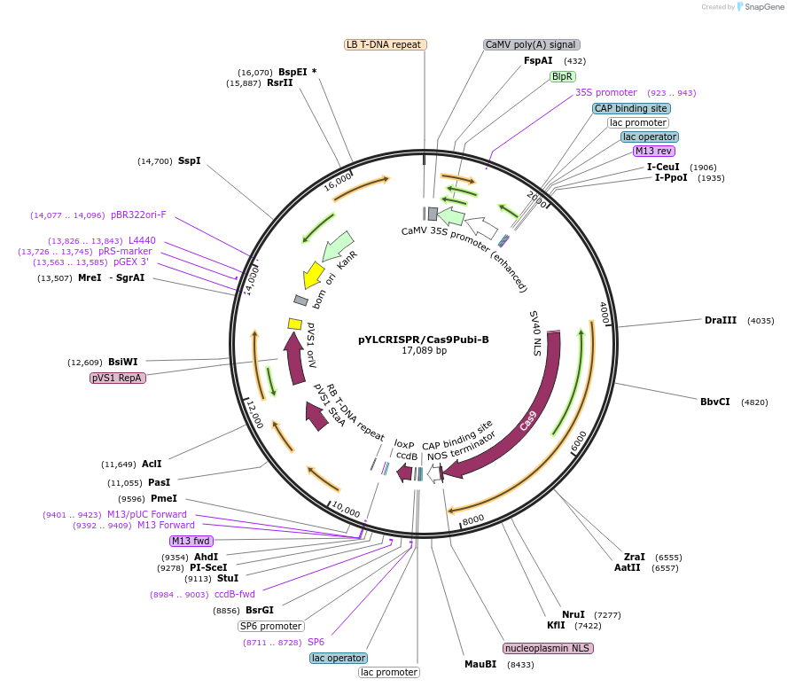 66188-plasmid-map-sequence-id-234173
