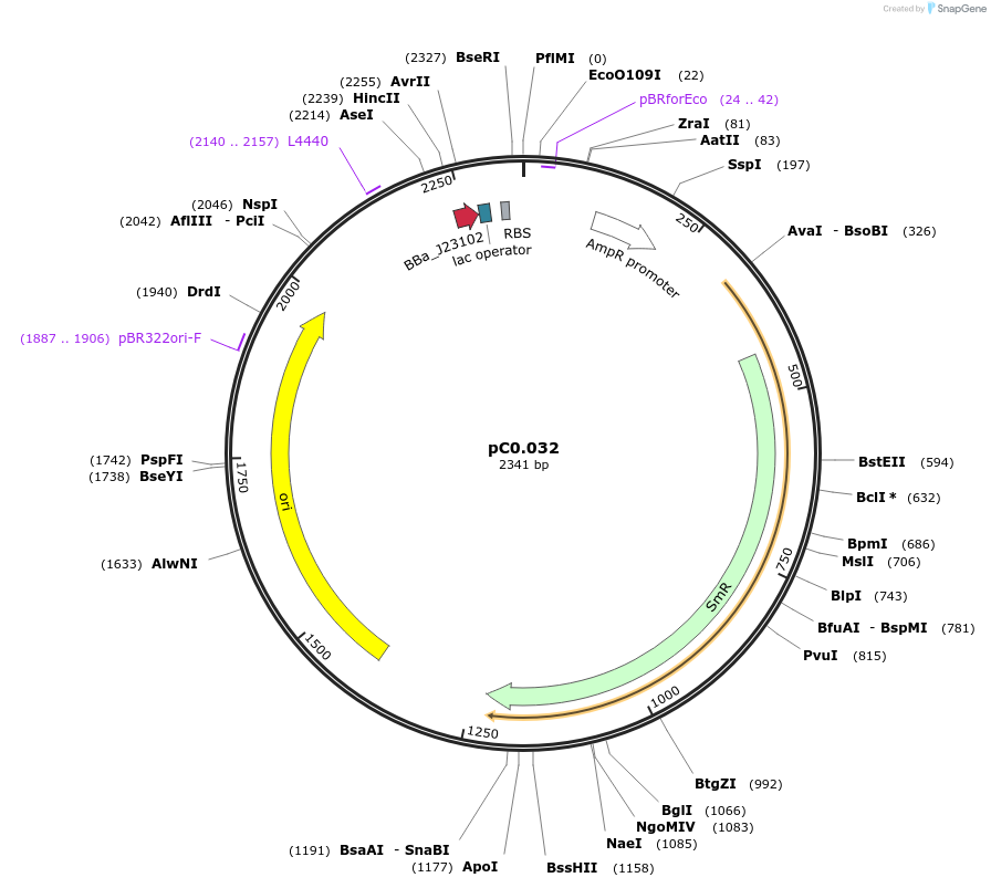 119577-plasmid-map-sequence-id-234175