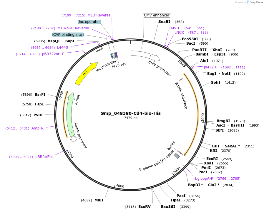 120611-plasmid-map-sequence-id-234198