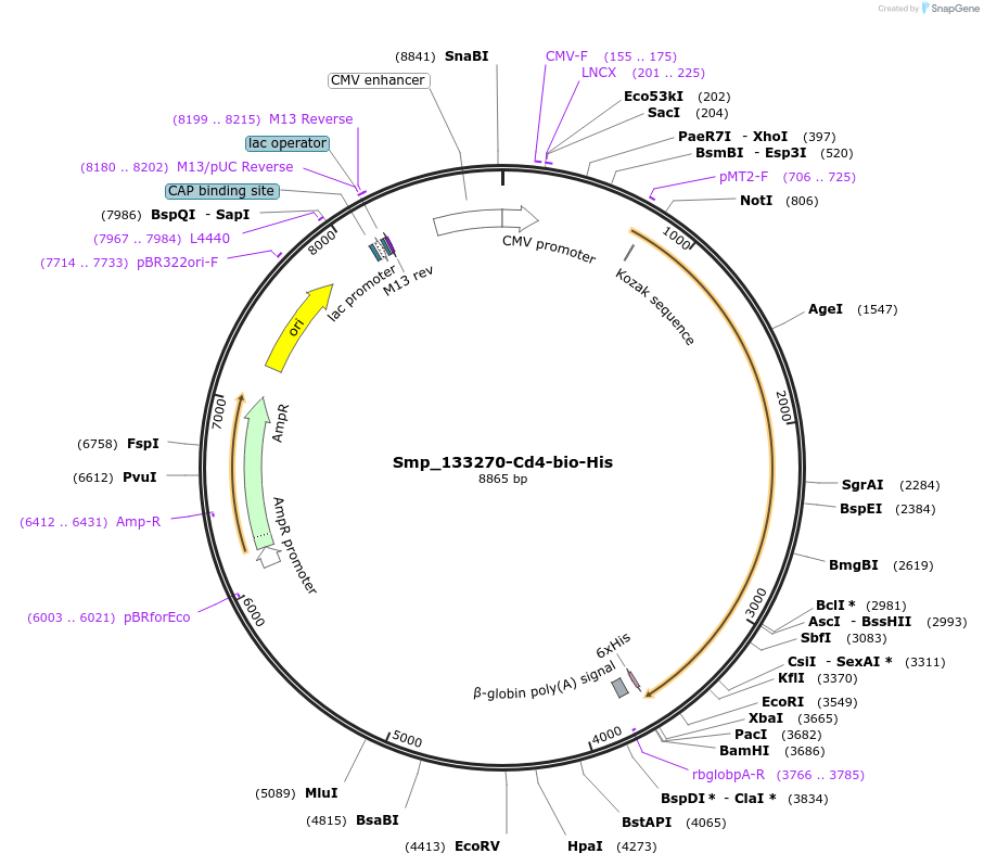 120615-plasmid-map-sequence-id-234201