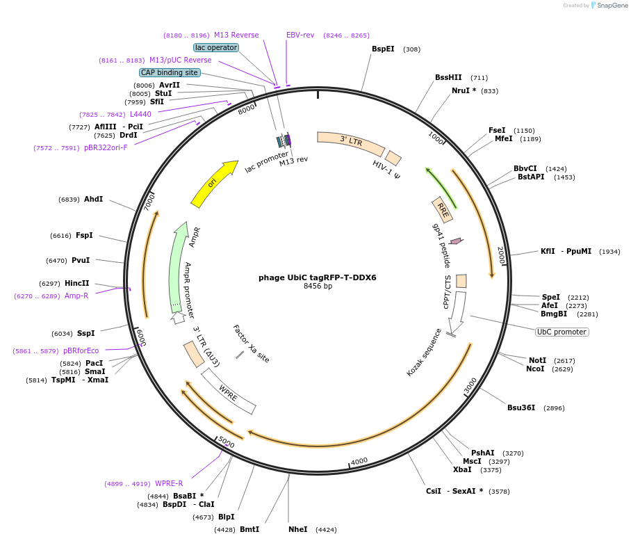 119947-plasmid-map-sequence-id-234203