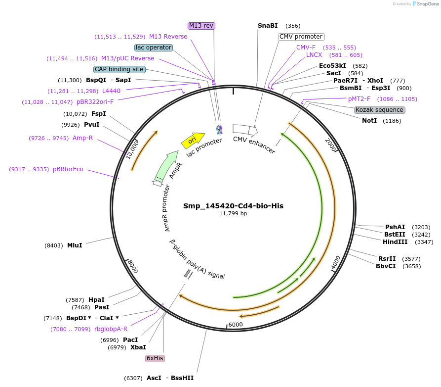 120616-plasmid-map-sequence-id-234204