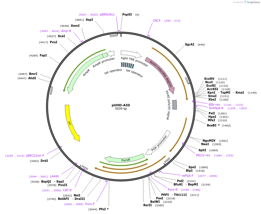 121066-plasmid-map-sequence-id-234217