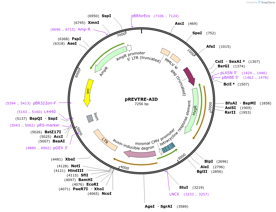 121067-plasmid-map-sequence-id-234361