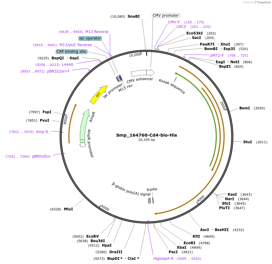 120620-plasmid-map-sequence-id-234381