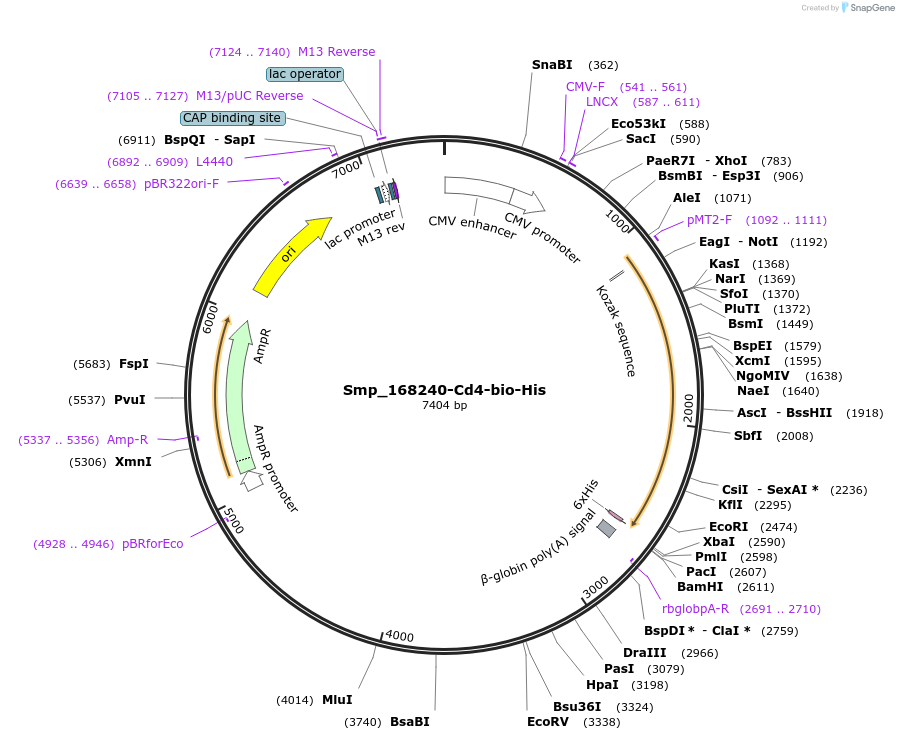 120622-plasmid-map-sequence-id-234383